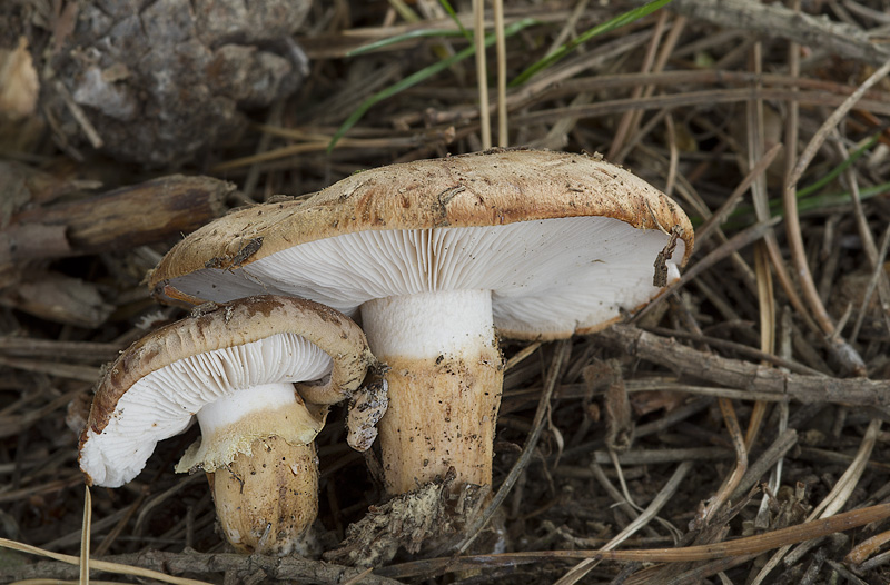 Tricholoma fracticum